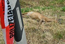 Wildunfall - Patrick Pleul/dpa