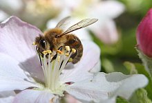 Biene im Apfelbaum - Foto: Karl-Josef Hildenbrand/dpa
