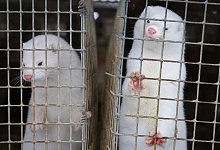 Nerze - Foto: Sergei Grits/AP/dpa