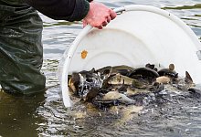 Fische - Florian M&ouml;llers/-/dpa