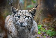 Luchs - Patrick Pleul/dpa