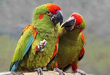 Ara-Papagei - Zoo Dresden/Verband der Zoologischen G&auml;rten (VdZ)/obs