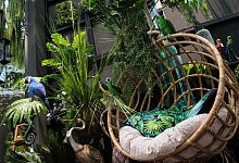 Zimmerpflanzen stehen um einen Sessel herum - Franziska Gabbert/dpa-tmn