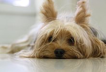 Yorkshire Terrier - Symbolbild: Pixabay