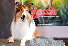 Lassie - Sven Hoppe/dpa