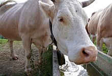 Kuh in der Schweiz - Christiane Oelrich/dpa