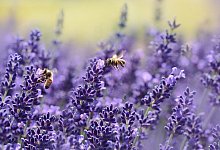 Alles brummt: Bienen im Bl&uuml;tenfeld. - Symbolfoto Pixabay