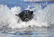 Hundeleben - Foto: Jonathan Brady/PA Wire/dpa