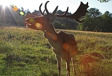 Dammhirsch - ROBIN J&Auml;HNE, ICONS: FREEPIK from FLATICON.COM