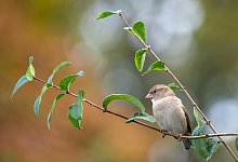 Spatz - Foto: Monika Skolimowska/dpa