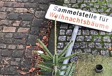 Tannenbaum - Archivfoto: Tanja Watermann