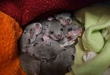 Siebenschl&auml;fer-Mama mit acht Jungen aus Badezimmer gerettet - Sabine Gallenberger/Wildtierwaisen-Schutz e.V./dpa