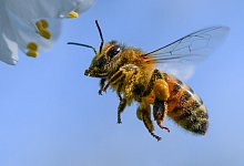 Honigbiene - Foto: Patrick Pleul/zb