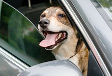 Hund im Auto - Foto: Markus Scholz