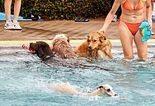Hundebadetag in einem Freibad - Georg Wendt/dpa/dpa-tmn