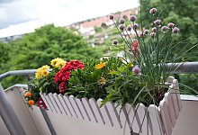Blumenkasten auf dem Balkon - Andrea Warnecke/dpa-tmn