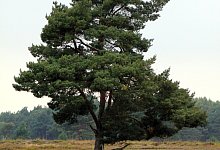 pixabay-annaer-tree-185096 - 1 - pixabay/AnnaER