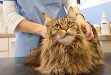 Katze beim Tierarzt - Foto: Kai Remmers