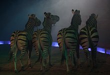 An der Radrennbahn ist eine Demonstration gegen Wildtiere im Zirkus geplant. - Max B.