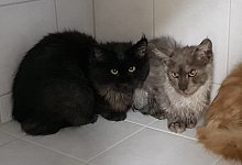 Notfall Main Coon Katze - Facebook Tierheim Eichenhof