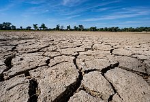 Niedrigwasser in der Donau - Armin Weigel/dpa