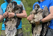 Zwei junge Bartgeier - Foto: Peter Kneffel/dpa