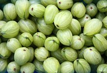 Frische Stachelbeeren - Foto: Mascha Brichta