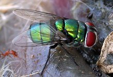 Schmei&szlig;fliege Chrysomya albiceps - Krzysztof Szpila/Universit&auml;t Toru?/dpa