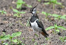 Kiebitz - Patrick Pleul/dpa