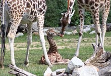 Giraffen-Baby in Berliner Tierpark - Tierpark Berlin/dpa