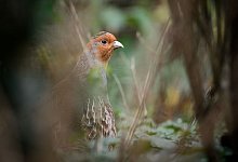 Rebhuhn - Sina Schuldt/dpa