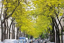 Gleditschien-Bäume sorgen in Innenstädten für Grün - Sebastian Willnow/dpa