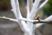 Wei&szlig;e Farbe am Obstbaum - Foto: Andrea Warnecke/dpa-tmn