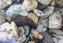 Flussperlmuschel - Jan Woitas/dpa-Zentralbild/dpa