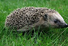 Igel - Foto: Patrick Pleul