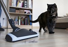 Staubsauger und Katze - Foto: Silvia Marks/dpa-tmn