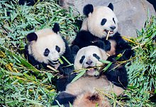 Berliner Panda-Jungen mit Meng Meng - Foto: Christoph Soeder/dpa