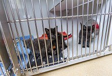 Tierheim Lahr - Philipp von Ditfurth/dpa