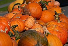 Kürbisse - Marcus Brandt/dpa