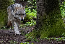 Wolf - Sina Schuldt/dpa