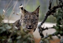 Pardelluchs - epa efe Jose Manuel Vidal/epa efe/dpa