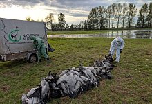 Vogelgrippe - Nobert Schneeweiß/Artenkompetenzzentrum Rhinluch/dpa