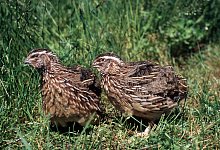 Wachtelhaltung - Foto: Werner Nagel