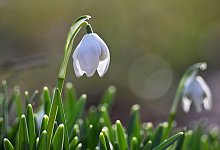 Schneegl&ouml;ckchen - Katrin Requadt/dpa
