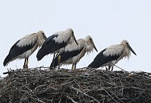 Sommer-Pause - Sebastian Willnow/dpa