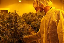 Cannabis-Legalisierung - David Pichler/dpa