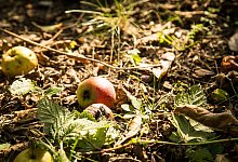 Nachbars &Auml;pfel - Christin Klose/dpa-tmn