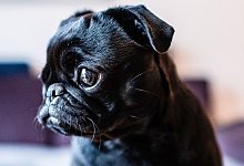 Gepf&auml;ndeter Mops - Guido Kirchner/dpa/Archivbild