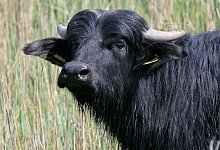 Wasserb&uuml;ffel - Michael Bahlo/dpa