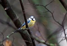 Blaumeise - Christophe Gateau/dpa